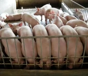 2025年12月养猪行情咋样？猪价低迷后市走势如何？