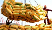 2015-2016磷酸二铵行情：出口支撑转急下，国内走势被看低