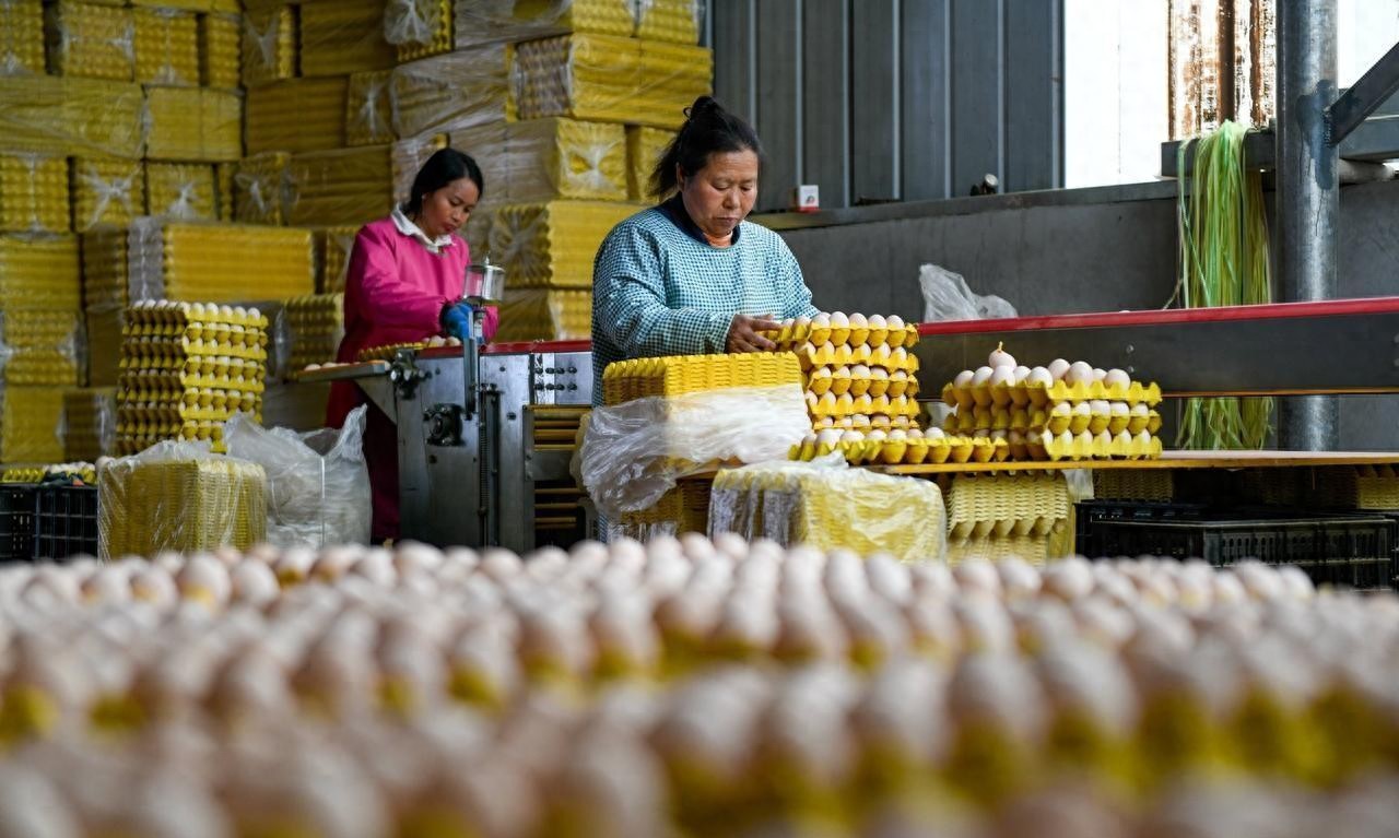 鸡蛋价格持续上涨_今日全国鸡蛋价格最新行情走势_北京鸡蛋三连涨原因分析