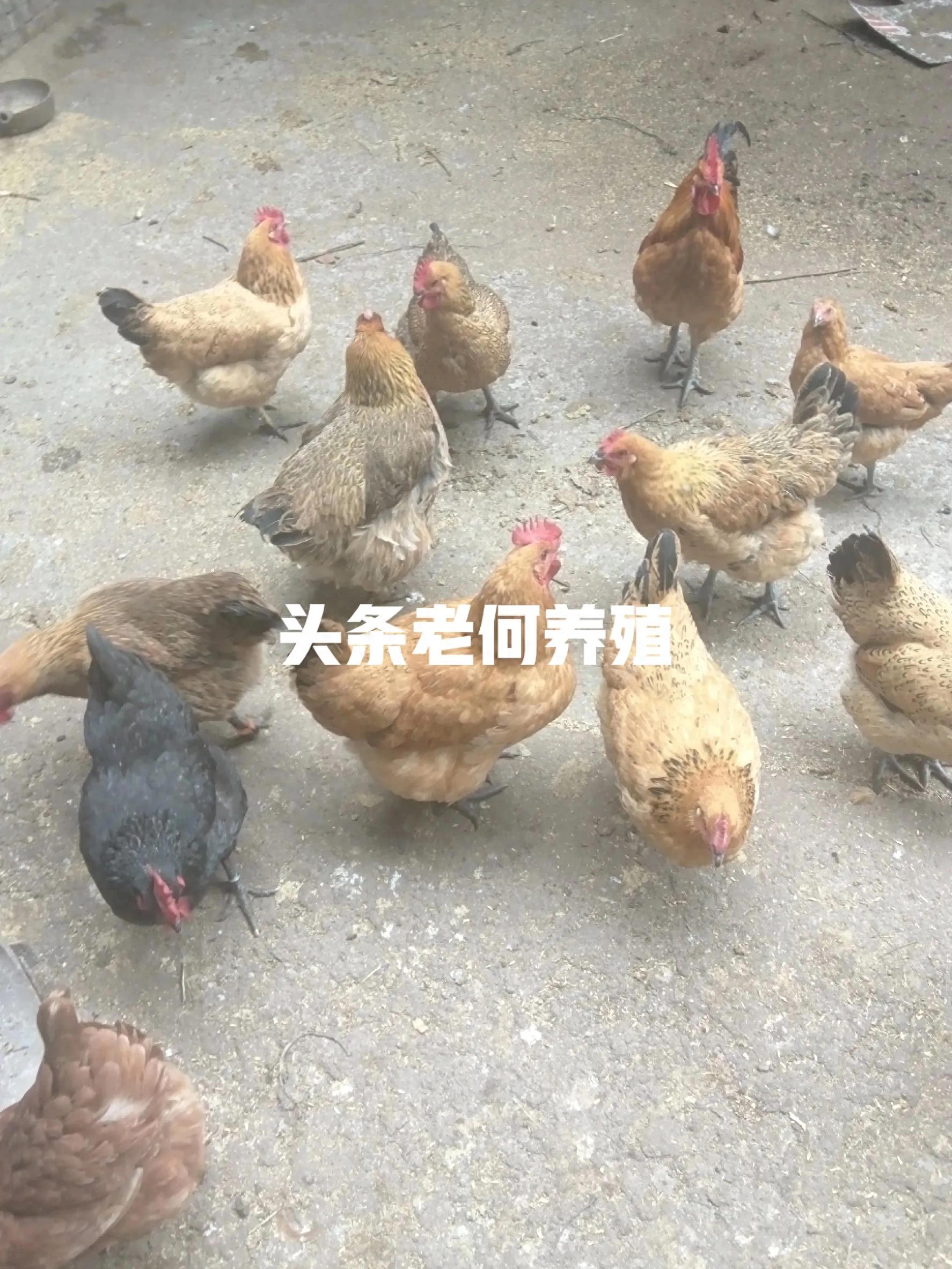 仪陇农村散养禽类销售_农村做什么生意赚钱 养殖土鸡_四川仪陇赶集卖土鸡蛋