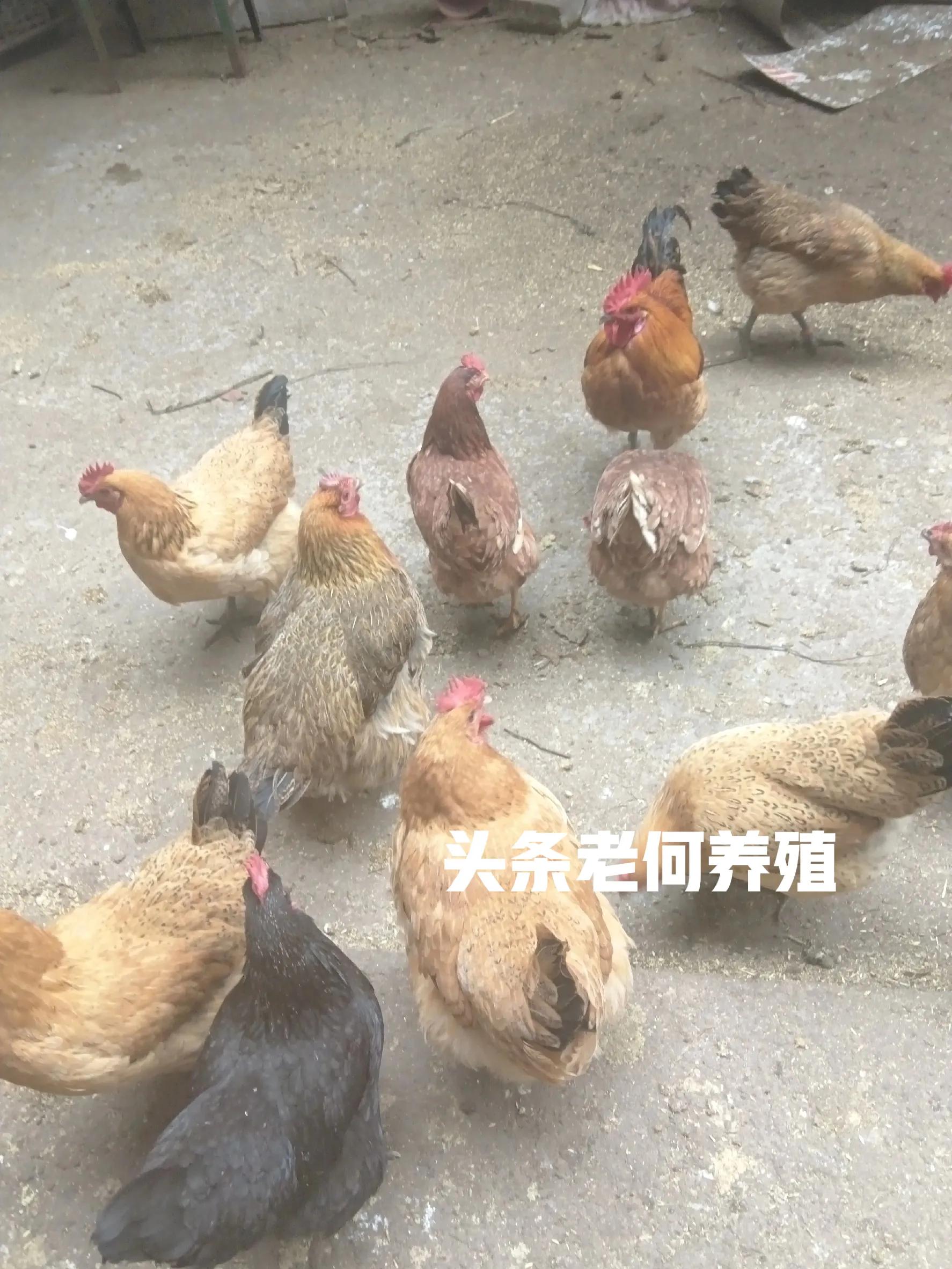 农村做什么生意赚钱 养殖土鸡_仪陇农村散养禽类销售_四川仪陇赶集卖土鸡蛋