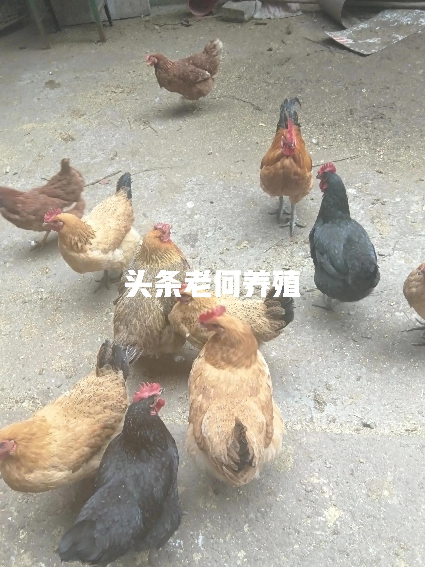 四川仪陇赶集卖土鸡蛋_农村做什么生意赚钱 养殖土鸡_仪陇农村散养禽类销售