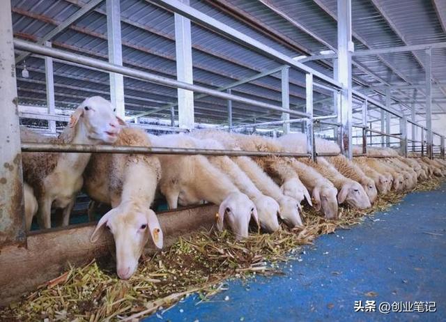什么动物繁殖快又赚钱_南北适配轻资产养殖_农村特色养殖项目