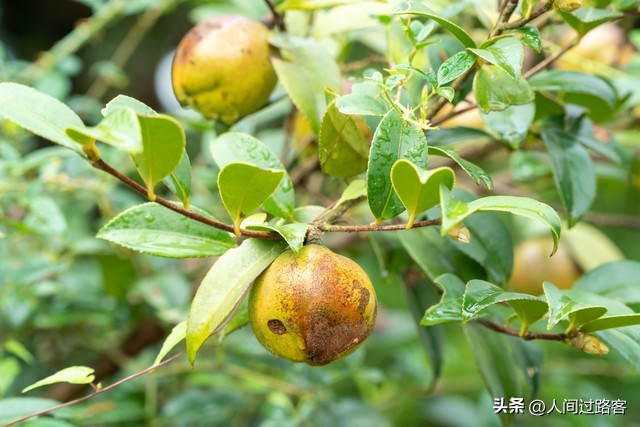 今日毛豆油行情_茶油经济收益_农村茶油价值
