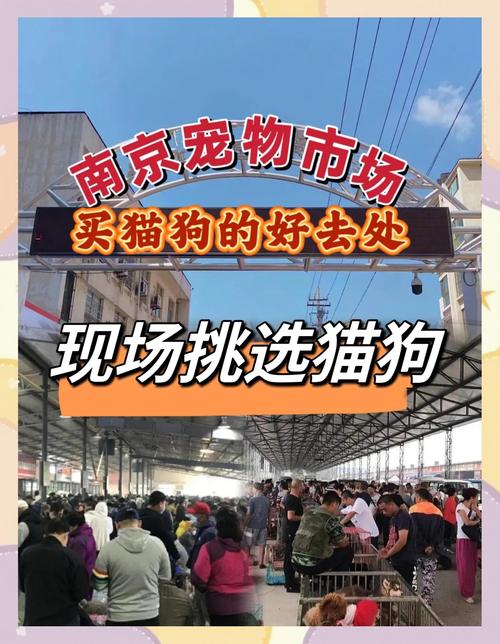 前几年项目小本赚钱_最火的小本生意做宠物生意_小本生意带来的收益