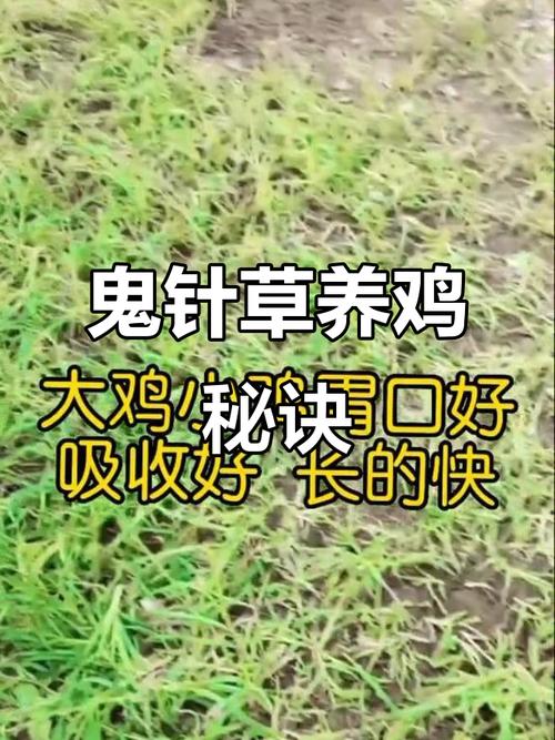 农村做什么生意赚钱 养殖土鸡_科学搭配野草喂鸡_养鸡野草饲料省钱