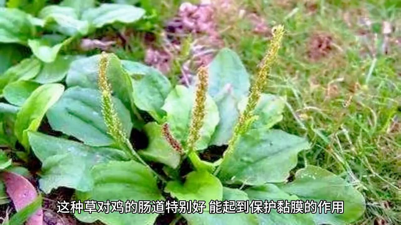 养鸡野草饲料省钱_科学搭配野草喂鸡_农村做什么生意赚钱 养殖土鸡