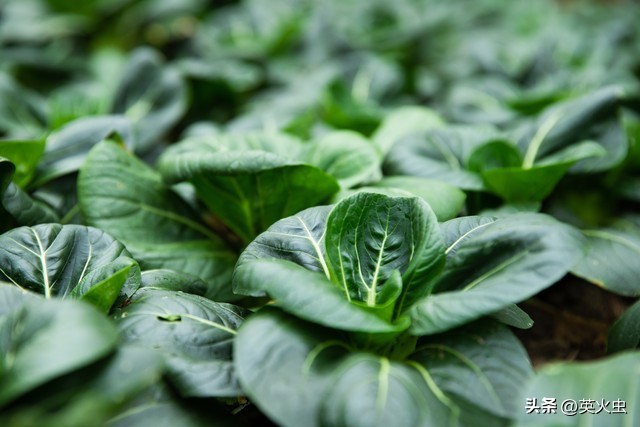 农村颗粒燃料加工_农村做什么生意赚钱 养殖土鸡_农村一次性餐筷加工